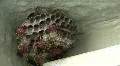 A Hive Of Red Paper Wasp HD Footage