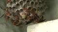 A Hive Of Red Paper Wasp HD Footage