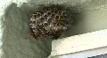 A Hive Of Red Paper Wasp HD Footage