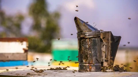 Hive Smoke Device and Bees. Slow motion Stock-Footage 79046529