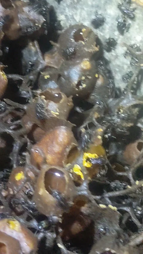 Hive of stingless bees Stock Footage 274552162