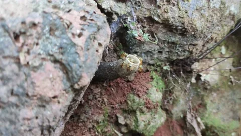 Hive of stingless bees. Jataí bees. Stockbeeldmateriaal 153722485