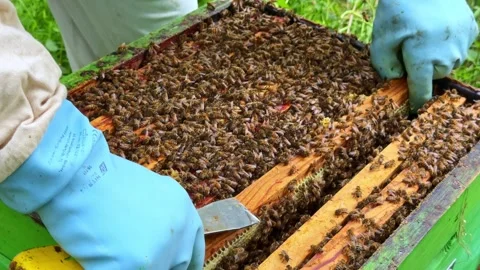 Hive tool separating frames in active honeybee colony during inspection process Stock Footage 335190372