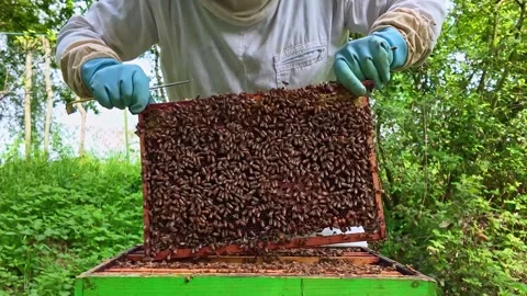 Hive tool unsealing frames and lifting honeybee comb during inspection process 스톡 동영상 335260842