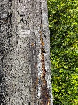 Hive in a tree trunk. Bees. Slovakia, Tatras. Stock Photos