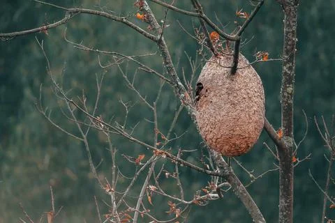 Hive of wasps hanging from tree Stock Photos