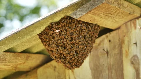 A hive of wild bees in the countryside. Stock Footage 276879377