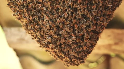 A hive of wild bees in the countryside. Stock Footage 277093105