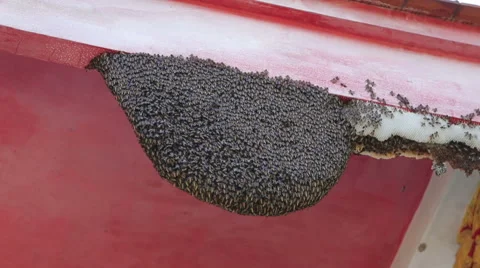 Hive of wild bees Video stock 39964006