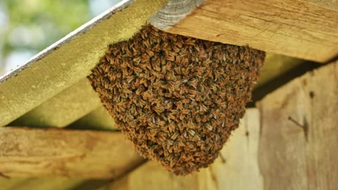 A hive of wild bees have attached themselves to the barn. Stock Footage 276970390