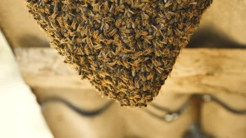 A hive of wild bees have attached themselves to the barn. Stock Footage 278741963