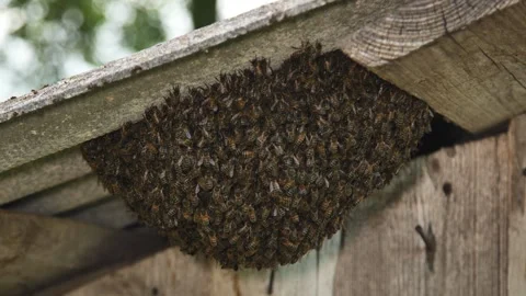 A hive of wild bees have attached themselves to the barn. Stock Footage 315749111