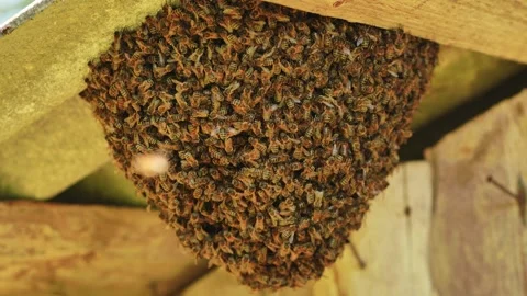 A hive of wild bees have attached themselves to the barn. Stock Footage 318010121