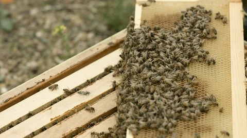 Hives Apart Stock Footage 91041924