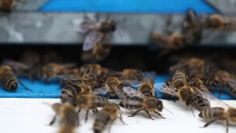 Hives in an apiary Video stock 89869667