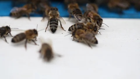 Hives in an apiary Video stock 89869668