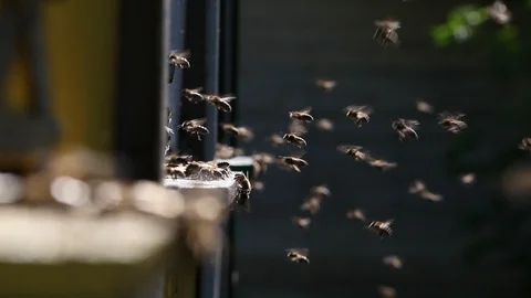 Hives in an apiary Video stock 89869685