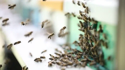 Hives in an apiary Video stock 89869686