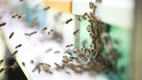 Hives in an apiary Video stock 89869697
