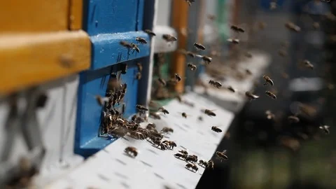 Hives in an apiary Video stock 89869712