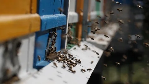 Hives in an apiary Video stock 89869716