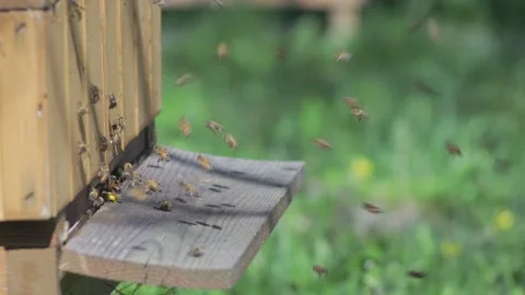 Hives in an apiary Stock Footage 147140348