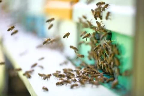 Hives in an apiary Stock Photos