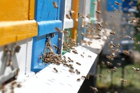 Hives in an apiary Stock Photos