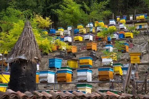 Hives in apiary Stock Photos