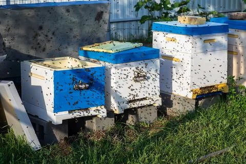 Hives in the apiary in the spring during an active flight of bees. A lot of bees Stock Photos