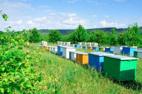 Hives with bees in the apiaries on the outskirts of the forest. Stock Photos