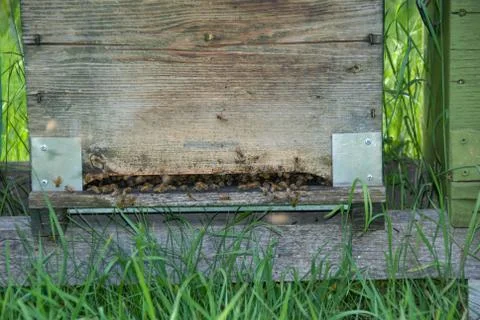 Hives with bees Stock Photos