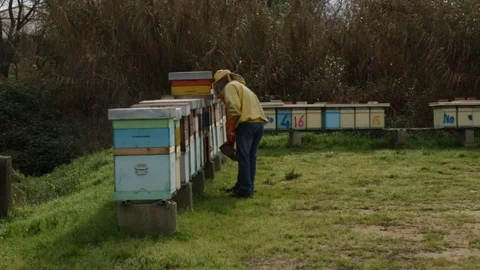 Hives Stock Footage 81925374