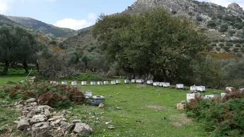 Hives in a forest Stock Footage 97997361