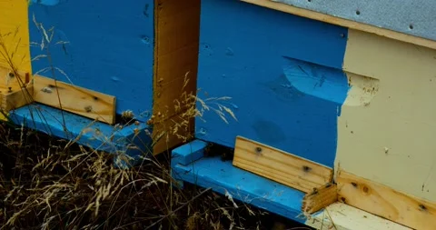 Hives honey in farm with bees Stock-Footage 140290553