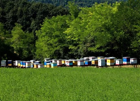 Hives in the meadow Stock Photos