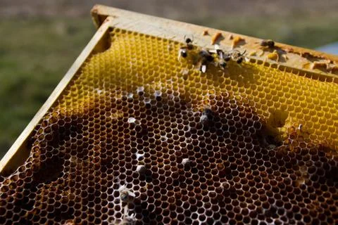 Hives Stock Photos