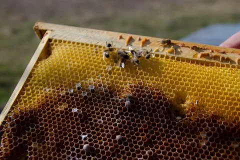 Hives Stock Photos