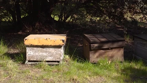 Hives resting on the grass with bees gently flying around. Stock Footage 252398994