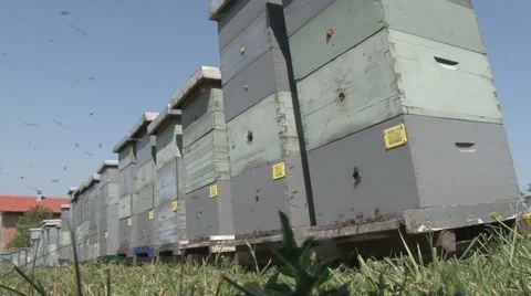 Hives in a row, low angle shot Stock Footage 56524838