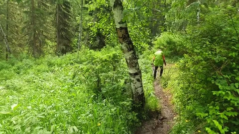 Hker with a large backpack walks along a narrow path in the forest Video stock 246291664