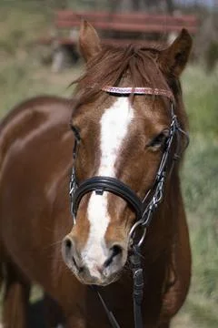 Hlava krásného hnědého koně s lysinou na pozadí s farmou Stock Photos