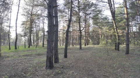 HLG video format. 4K video of a walk in the forest. Flat color profile. HDR.. Stock Footage 320934881