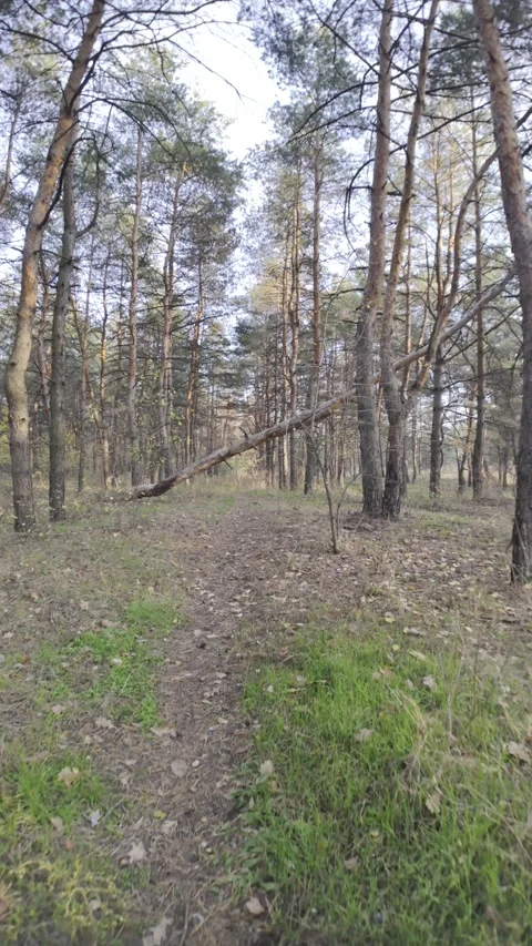 HLG video format. 4K video of a walk in the forest. Flat color profile. HDR.. Stock Footage 320936206
