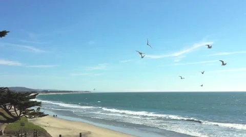 HMB-Seagulls Video stock 890387