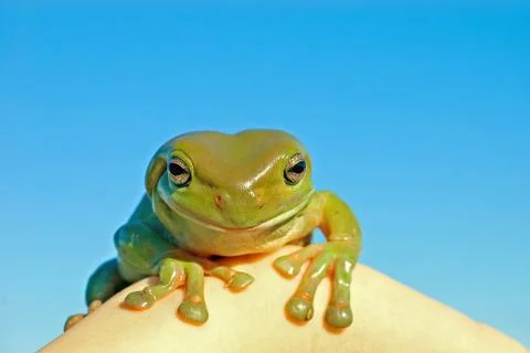 Hmm tree frog Stock Photos