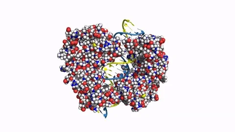HNF1a protein, rotating model Stock Footage 83653287