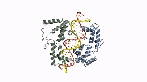 HNF1a transcription factor, rotating model Stock Footage 83652899