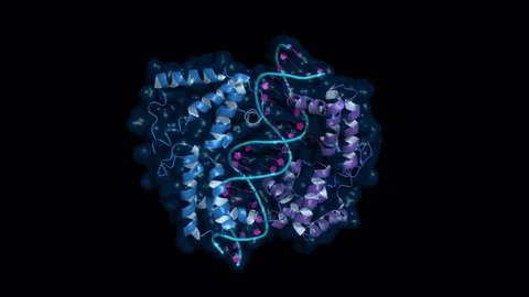 HNF1a transcription factor, rotating model Stock Footage 83652940