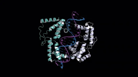 HNF1a transcription factor, rotating model Stock Footage 83652942